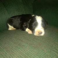 Flower, a female Border Collie and Cocker Spaniel for sale in Mannsville, NY – Photo 4 of 6