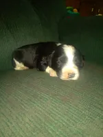Flower, a female Border Collie and Cocker Spaniel for sale in Mannsville, NY – Photo 4 of 6