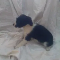 Flower, a female Border Collie and Cocker Spaniel for sale in Mannsville, NY – Photo 3 of 6