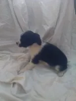 Flower, a female Border Collie and Cocker Spaniel for sale in Mannsville, NY – Photo 3 of 6