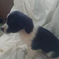 Flower, a female Border Collie and Cocker Spaniel for sale in Mannsville, NY – Photo 1 of 6