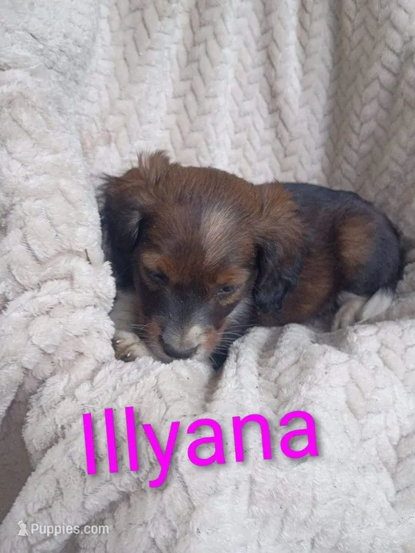 Illyana – Border Collie, Cocker Spaniel puppy for sale in Mannsville, NY