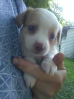 Harper, a female Cocker Spaniel and Pomsky for sale in Mannsville, NY – 2 of 3