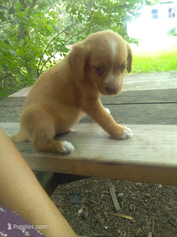 HENRY – Cocker Spaniel, Pomsky puppy for sale in Mannsville, NY