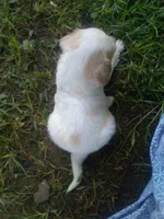Hemi, a male Cocker Spaniel and Pomsky for sale in Mannsville, NY – 4 of 4