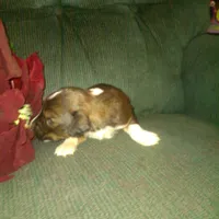 FIDO, a male Border Collie and Cocker Spaniel for sale in Mannsville, NY – Photo 3 of 5