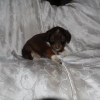 FIDO, a male Border Collie and Cocker Spaniel for sale in Mannsville, NY – Photo 1 of 5