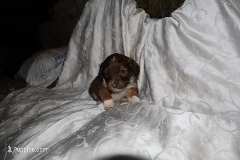 FIDO – Border Collie, Cocker Spaniel puppy for sale in Mannsville, NY