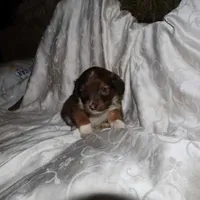 FIDO, a male Border Collie and Cocker Spaniel for sale in Mannsville, NY – Photo 2 of 5