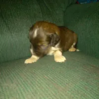 FIDO, a male Border Collie and Cocker Spaniel for sale in Mannsville, NY – Photo 5 of 5