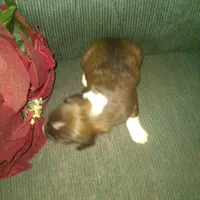 FIDO, a male Border Collie and Cocker Spaniel for sale in Mannsville, NY – Photo 4 of 5