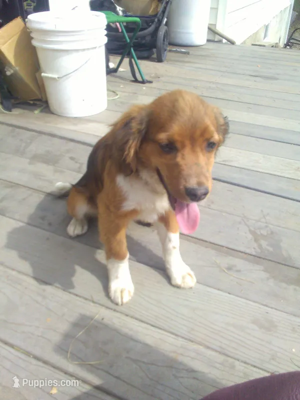 FIDO – Border Collie, Cocker Spaniel puppy for sale in Mannsville, NY