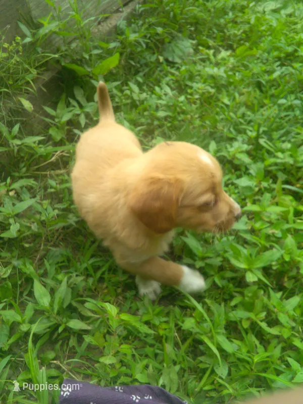 HARRY – Cocker Spaniel, Pomsky puppy for sale in Mannsville, NY