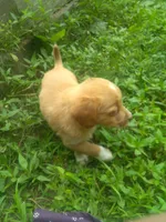 HARRY, a male Cocker Spaniel and Pomsky for sale in Mannsville, NY – 2 of 5