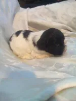 processed/7e9575a0-d274-4bbc-803d-a863c56f2bfc/listing/8cdf7389-9ad9-4e23-8d07-fb2d424389e3/fd4024f1-7124-4eda-b958-49af1dbe4856