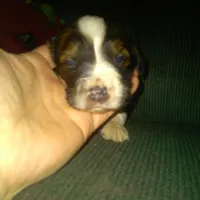 Frisky, a male Border Collie and Cocker Spaniel for sale in Mannsville, NY – Photo 6 of 8