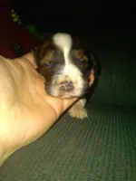 Frisky, a male Border Collie and Cocker Spaniel for sale in Mannsville, NY – Photo 6 of 8