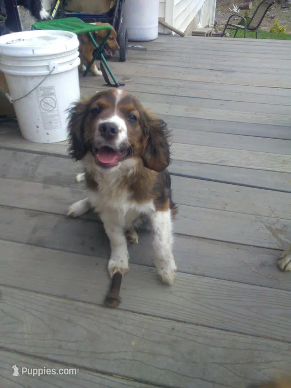 Frisky – Border Collie, Cocker Spaniel puppy for sale in Mannsville, NY