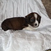 Frisky, a male Border Collie and Cocker Spaniel for sale in Mannsville, NY – Photo 1 of 8