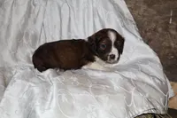 Frisky, a male Border Collie and Cocker Spaniel for sale in Mannsville, NY – Photo 1 of 8