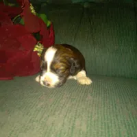 Frisky, a male Border Collie and Cocker Spaniel for sale in Mannsville, NY – Photo 8 of 8