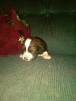 Frisky, a male Border Collie and Cocker Spaniel for sale in Mannsville, NY – Photo 8 of 8