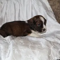 Frisky, a male Border Collie and Cocker Spaniel for sale in Mannsville, NY – Photo 3 of 8