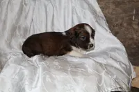 Frisky, a male Border Collie and Cocker Spaniel for sale in Mannsville, NY – Photo 3 of 8