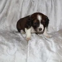 Frisky, a male Border Collie and Cocker Spaniel for sale in Mannsville, NY – Photo 4 of 8