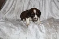 Frisky, a male Border Collie and Cocker Spaniel for sale in Mannsville, NY – Photo 4 of 8