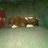 Frisky, a male Border Collie and Cocker Spaniel for sale in Mannsville, NY – Photo 7 of 8