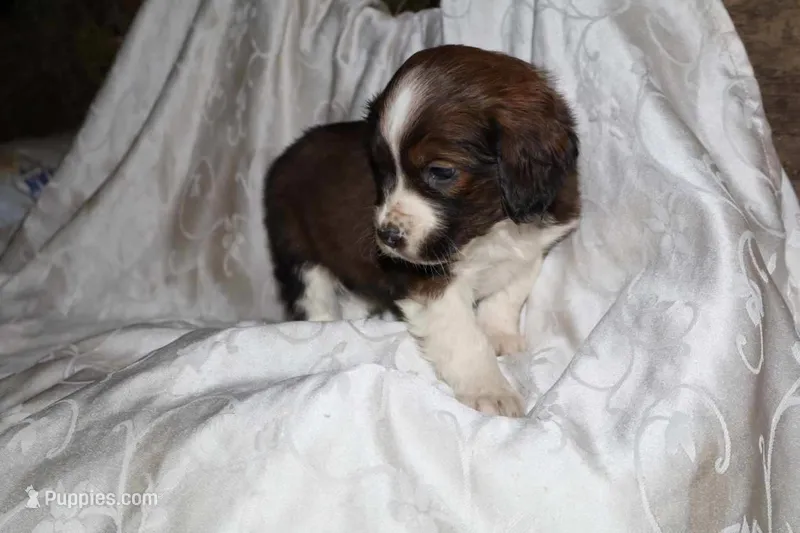 Frisky – Border Collie, Cocker Spaniel puppy for sale in Mannsville, NY