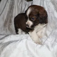 Frisky, a male Border Collie and Cocker Spaniel for sale in Mannsville, NY – Photo 2 of 8