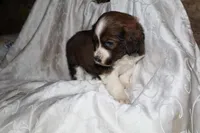 Frisky, a male Border Collie and Cocker Spaniel for sale in Mannsville, NY – Photo 2 of 8