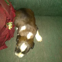 Frisky, a male Border Collie and Cocker Spaniel for sale in Mannsville, NY – Photo 5 of 8