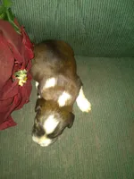 Frisky, a male Border Collie and Cocker Spaniel for sale in Mannsville, NY – Photo 5 of 8