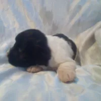 Gladys, a female Border Collie and Cocker Spaniel for sale in Mannsville, NY – Photo 4 of 4