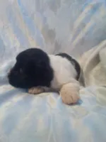 processed/7e9575a0-d274-4bbc-803d-a863c56f2bfc/listing/9339943b-6341-419c-8570-56c40330bf2a/5137bec6-6220-4204-93a3-2ca1d9d60c6a