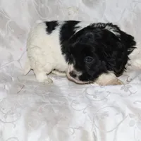 Gladys, a female Border Collie and Cocker Spaniel for sale in Mannsville, NY – Photo 2 of 4