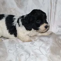 Gladys, a female Border Collie and Cocker Spaniel for sale in Mannsville, NY – Photo 1 of 4