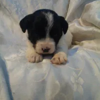 Gladys, a female Border Collie and Cocker Spaniel for sale in Mannsville, NY – Photo 3 of 4