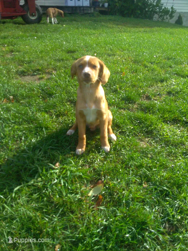HENRY – Cocker Spaniel, Pomsky puppy for sale in Mannsville, NY