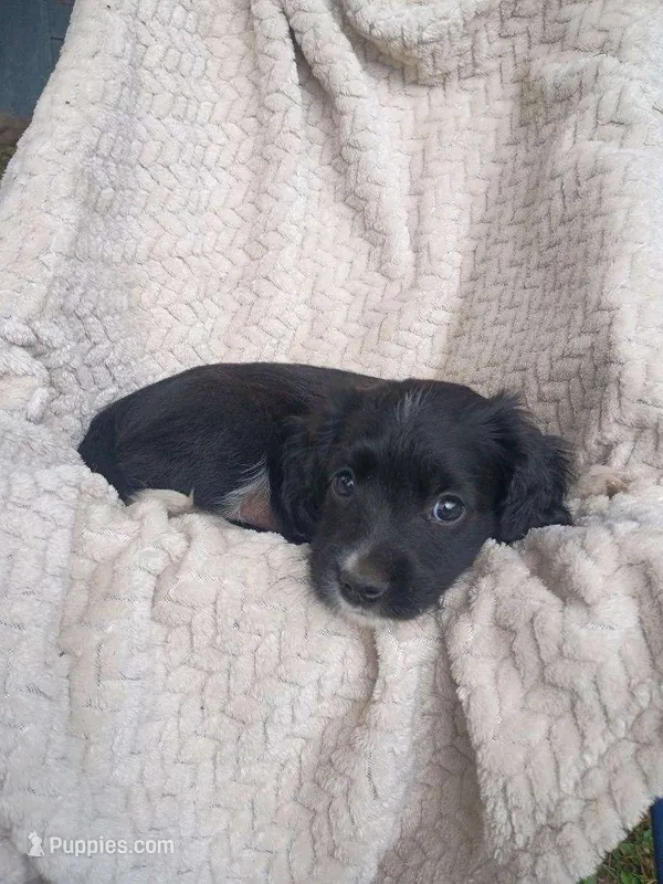 Iretta – Border Collie, Cocker Spaniel puppy for sale in Mannsville, NY