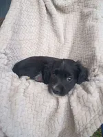 Iretta, a female Border Collie and Cocker Spaniel for sale in Mannsville, NY – 4 of 7