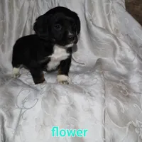 Ginger, a female Border Collie and Cocker Spaniel for sale in Mannsville, NY – Photo 3 of 5