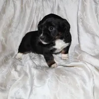 Ginger, a female Border Collie and Cocker Spaniel for sale in Mannsville, NY – Photo 2 of 5