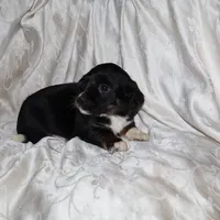Ginger, a female Border Collie and Cocker Spaniel for sale in Mannsville, NY – Photo 5 of 5