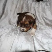 Flurry, a male Border Collie and Cocker Spaniel for sale in Mannsville, NY – Photo 3 of 6