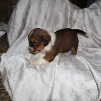 Flurry, a male Border Collie and Cocker Spaniel for sale in Mannsville, NY – Photo 1 of 6