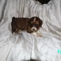 Flurry, a male Border Collie and Cocker Spaniel for sale in Mannsville, NY – Photo 2 of 6